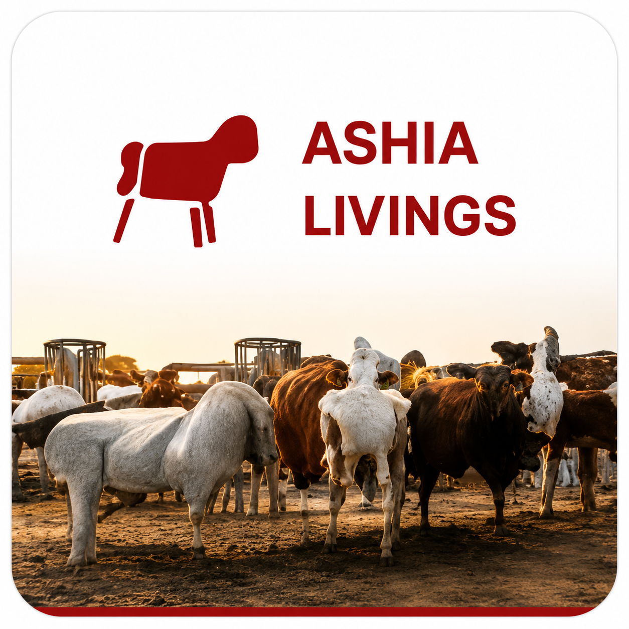 Ashia Laham